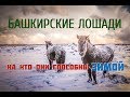 НА ЧТО СПОСОБНЫ БАШКИРСКИЕ ЛОШАДИ ЗИМОЙ | Тебеневка