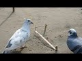 Easy Bird's trap।।pigeon's trap।।how to make a bird's trap।।