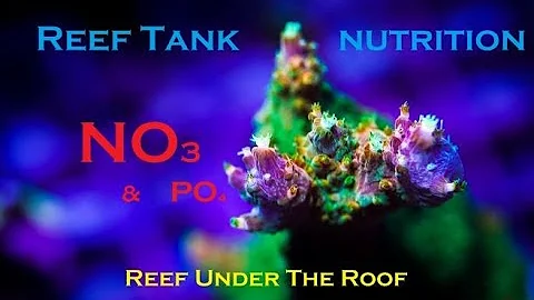 Nitrates & Nutrition In a Reef Tank