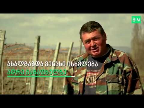 1 წლიანი ვაზის გასხვლა