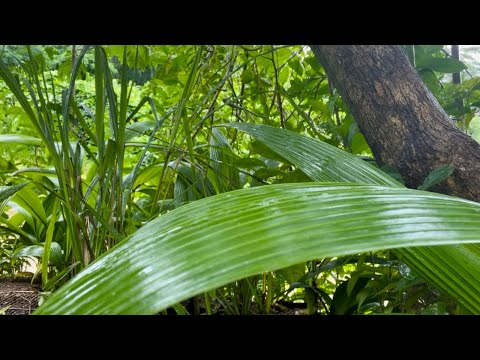 Rain and Nature Sounds ~ 4 Minutes of Relaxation