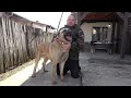 Prezentarea Ciobanescului Kangal cu Dan de la Campina, Prahova - 2024 Nou!!!