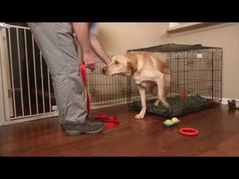 Video: Tips om uddannelse af en voksen hund til kennel ved kommando