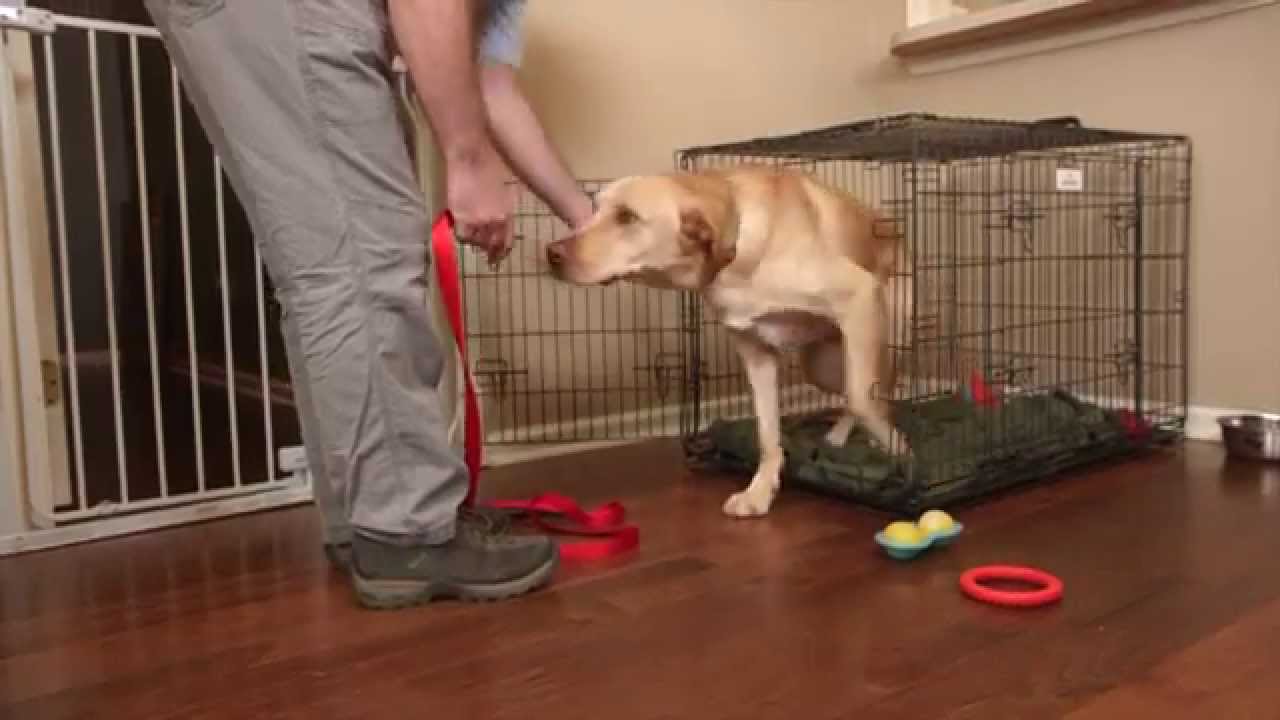 how to crate train anxious dog