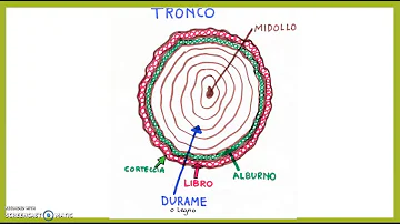 Quali sono gli strati del tronco di un albero?