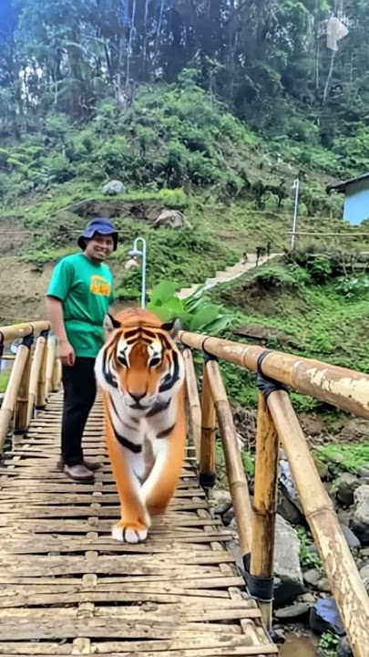 HARIMAU LEWAT | KITA KETAR KETIR