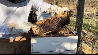 How I do a spring bee inspection! by Whistle Thicket 171 views 2 months ago 24 minutes