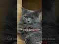👹🙈 #catentertainment #cat #viral