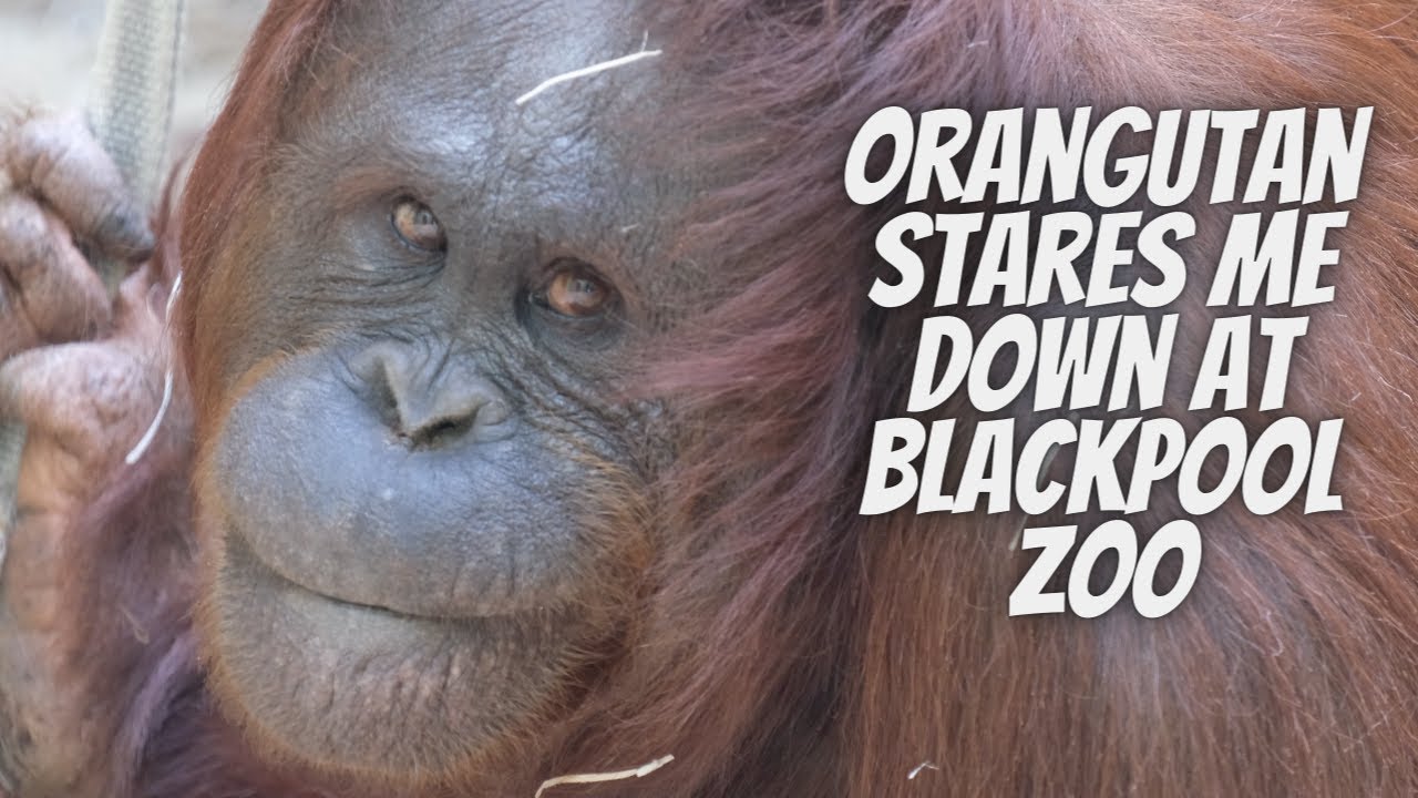 Blackpool Zoo Orangutan Up Close YouTube