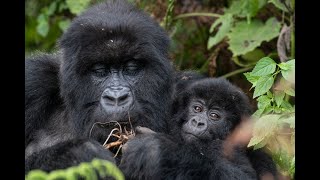 Otara attends the Kwita Izina Gorilla Baby Naming Ceremony - Ada Derana Feature Otara attends the Kwita Izina Gorilla Baby Naming Ceremony - Ada Derana Feature