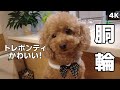 【トレポンティ】リボンがかわいい！おすすめのハーネスをご紹介！〔4K〕【トイプードル】
