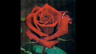 Celebrating the Life of Ms. Margaret Mattis