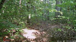 3 20200715 0744 Fawn