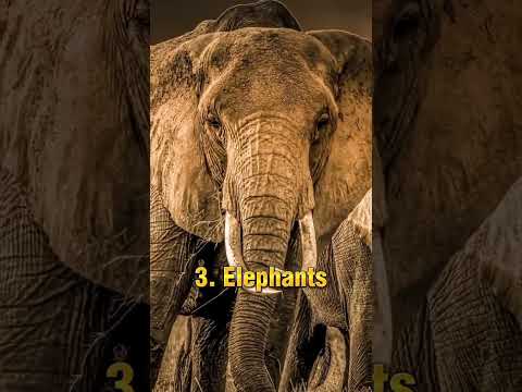 Top dangerous animals