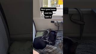 Nero The Black Cat Travels To Finland Ms Tallink Megastar The Last Leg Of Journey