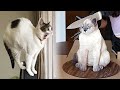Funniest animals 2022  funniest cats and dogs  part 1  pets family