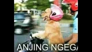 Anj*n6 ga nyambung | video lucu anjing 🤣