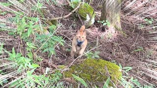 犬に育てられた猫が今までに類を見ない信じられない行動をしましたw