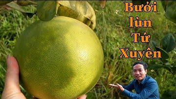 Bưởi lùn | bưởi lùn Tứ Xuyên trên đất Bắc Giang_bưởi Rỏn_0989928949