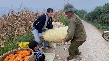 Cói Lalin |Thu Hoạch Ngô Cuối Vụ