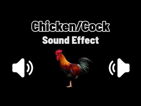 Chicken & Cock Sound Effect | 公鷄叫聲 音效 (High Quality)