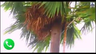 Labni_tadi_santali_ringtone//📞📞📞☎️☎️📞☎️🎶🥀🥀🥀🎶🎶📞📞?