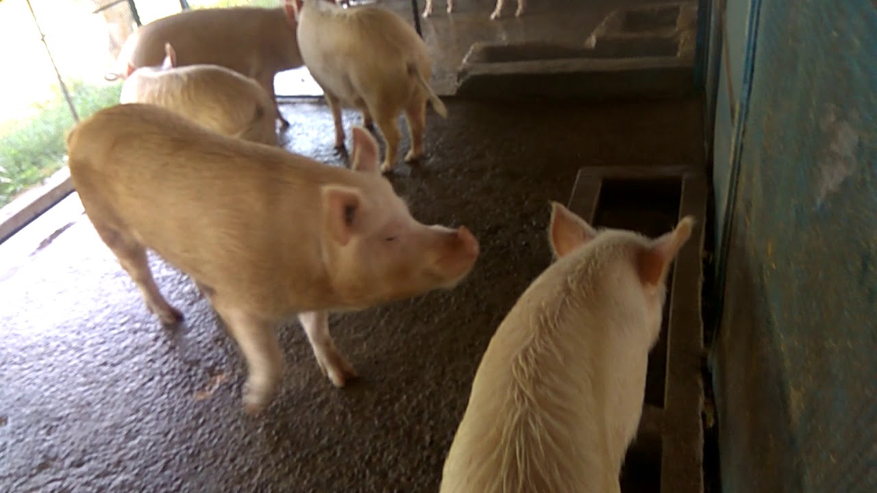 Pig Farming Scheme In Uttar Pradesh Pig Farming Scheme In Uttar Pradesh