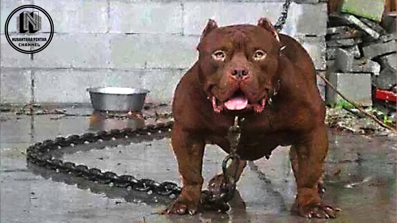 Anjing Pitbull Terbesar Di Dunia Anjing Galak Jenis Anjing anjing-pitbull-terbesar-di-dunia-anjing-galak-jenis-anjing