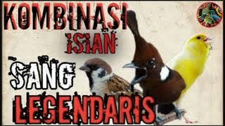 Kombinasi masteran isian sang legendaris yang banyak dicari kicau mania..