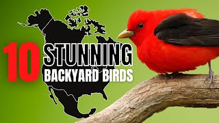 10 BEAUTIFUL BIRDS found in your own BACKYARD | North America