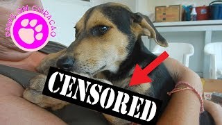 WE COULD NOT BELIEVE THE RECOVERY OF THIS PUPPY by Paws on Curacao [ Animal Rescue Channel ] 43,967 views 6 years ago 6 minutes, 51 seconds