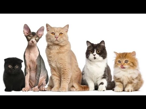 Video: Racat Hipoalergjike Të Maceve