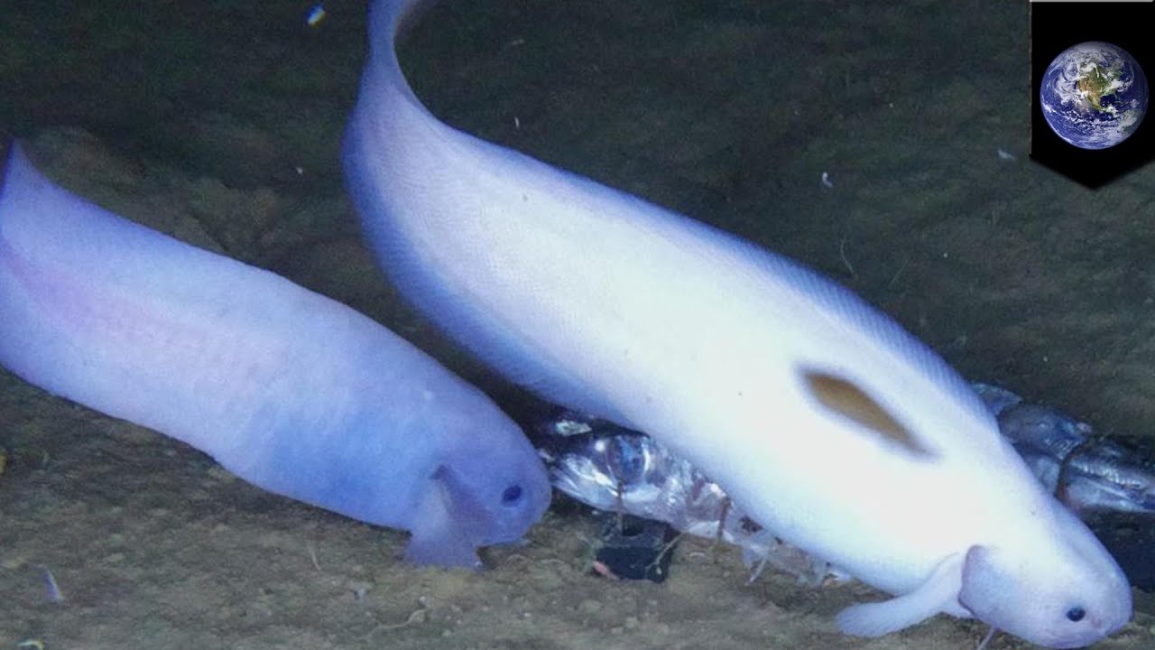 Translucent fish with no scales found in Pacific Ocean - TomoNews