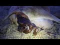 Jersey bull calf birth