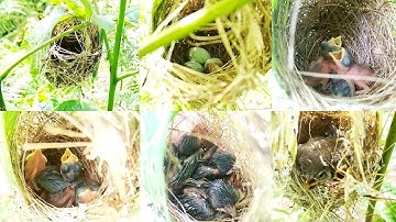 Pengamatan burung prenjak dari telur hingga besar