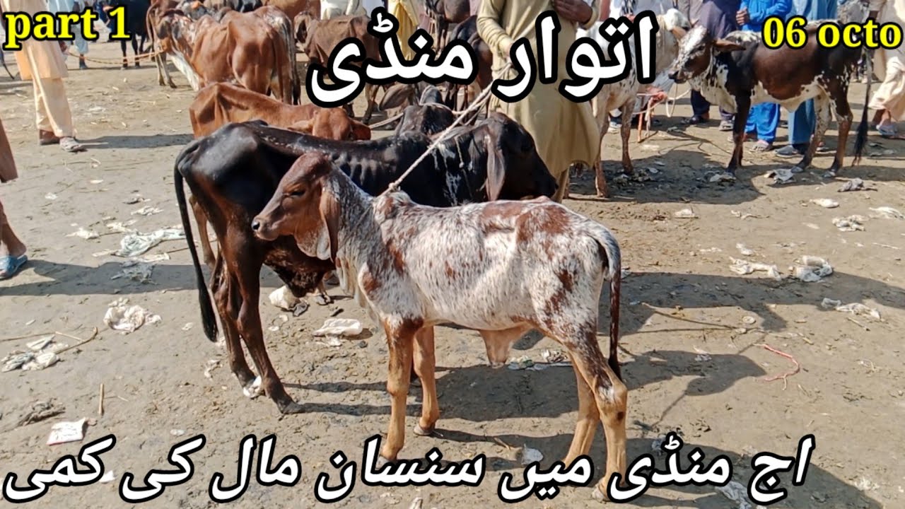 Atwar mandi Haroonabad City  ki zero size bachday our Bacharia taza fresh rate new video