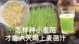 How to grow wheat seedlings to drink wheat seedling juice in 6 days?