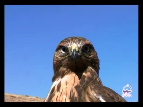 Как животные приспособились к жизни в пустыне