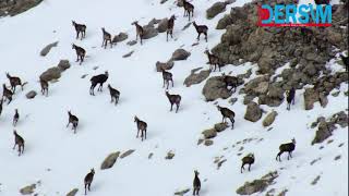Munzur’un Doruklarında Sürü Halinde Görüntülendiler
