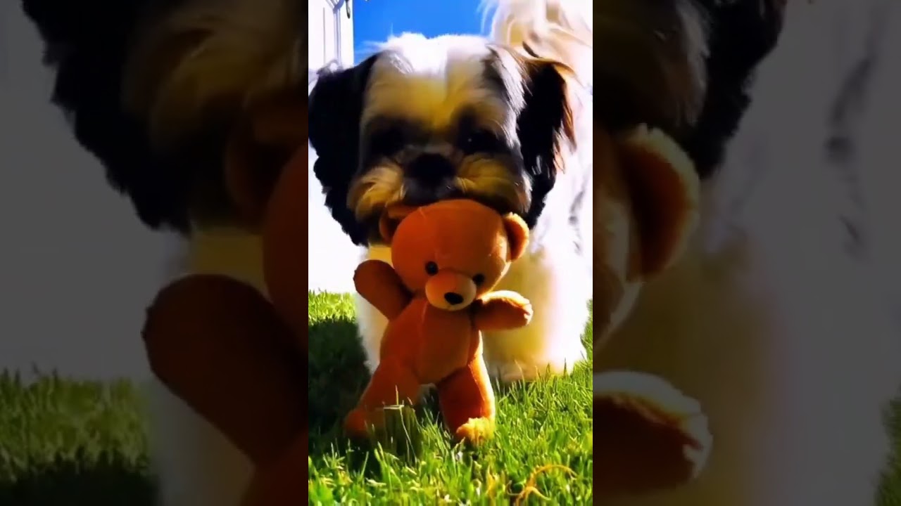 👍NÃO DeiXe Seu CÃO Sem BRINCAR🤣🤣🤣🤣😂