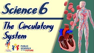GRADE 6- THE CIRCULATORY SYSTEM Science 6 | SULONG EDUKALIDAD by Sir C.G.
Answer Online Quiz about this video
Just Click HERE 🔽🔽🔽
https://forms.gle/Kw5guTS94zj3z3CLA
Here are more Science Videos for the Second Grading Period
THE CIRCULATORY SYSTEM Science 6 | SULONG EDUKALIDAD by Sir C.G.
Link: https://youtu.be/sqdcwPsfKXg
The Respiratory System | K12 Lesson Sulong Edukalidad
Link: https://youtu.be/7koLoHfovXw
The Muscular System | by Sir C.G. | S6LT-IIa-b-1
Link: https://youtu.be/ycOBFJ3KlFs
The Skeletal System | by Sir C.G. | S6LT-IIc-d-2
Link: https://youtu.be/_kSBDjznntg GRADE 6- THE CIRCULATORY SYSTEM Science 6 | SULONG EDUKALIDAD by Sir C.G.