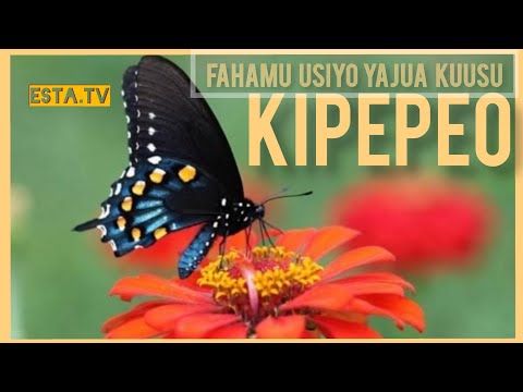 Video: Je, kiwavi anageuka kuwa kipepeo?