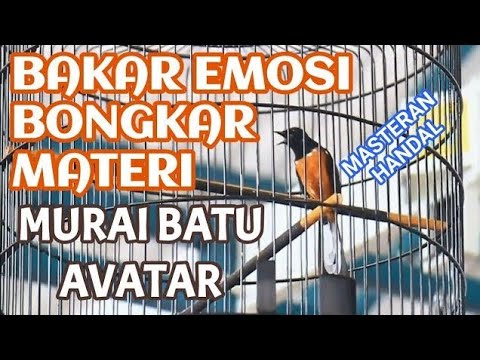 masteran burung murai batu avatar