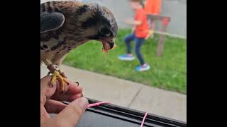 training an American kestrel Falcon name jack for car hawking