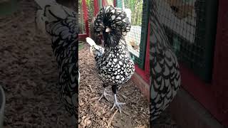 Crocus the Fabulous Chicken || ViralHog