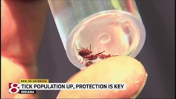 Tips on how to prevent tick bites, remove ticks & spot symptoms