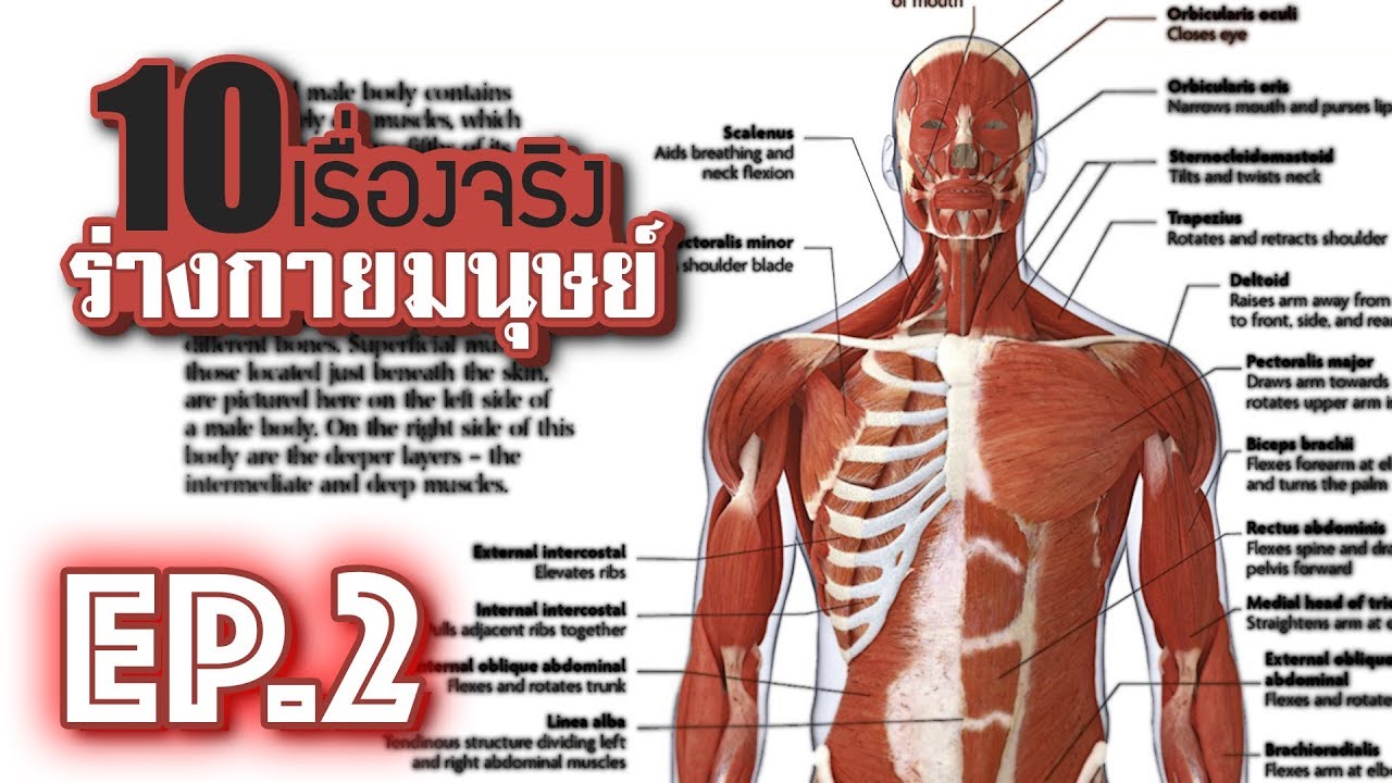 10 เรื่องจริงของ ร่างกายมนุษย์ (Human Body) ที่คุณอาจไม่เคยรู้ ~ EP.2 ...