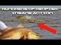 Chasing schools of redfish in a texas river crazy action