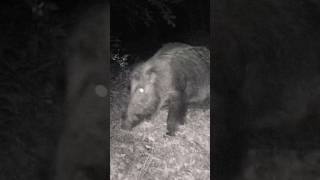 İstanbul da Domuz fotokapan nature omerliyabanhayati wildlife