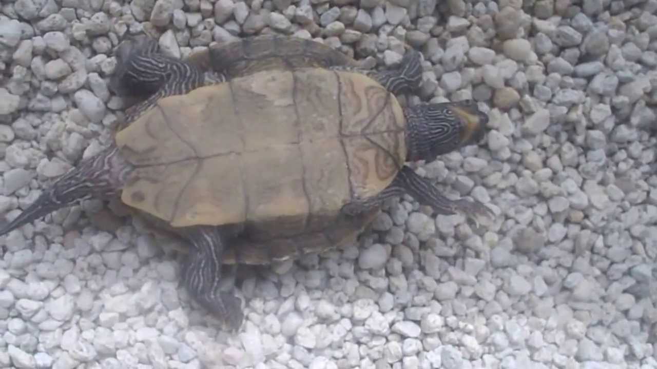 Flipping turtles over YouTube